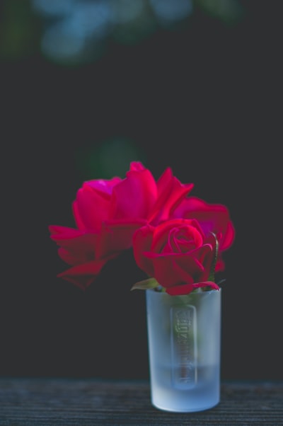 磨砂玻璃中的红玫瑰